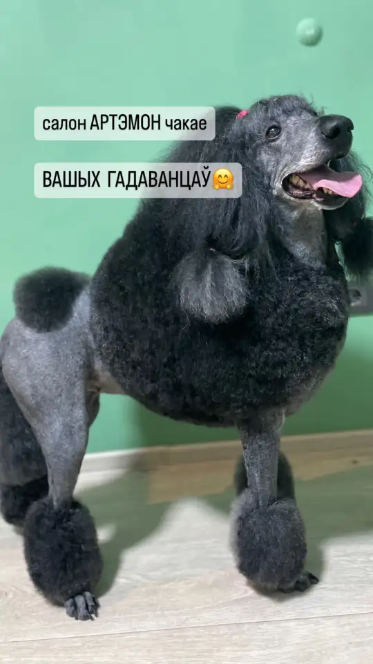 Стрижка собак и котов в Держинске, фотография 1