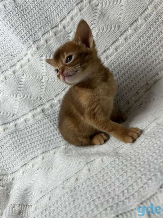 Абиссинские котята, фотография 2