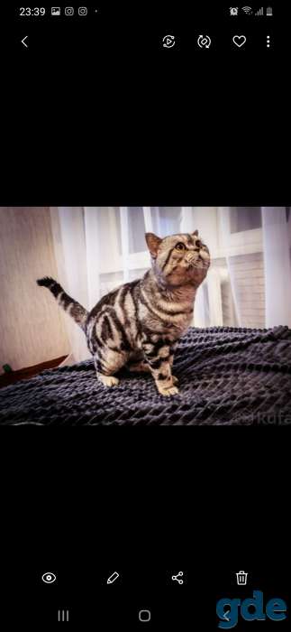 Шотландские котята, фотография 9