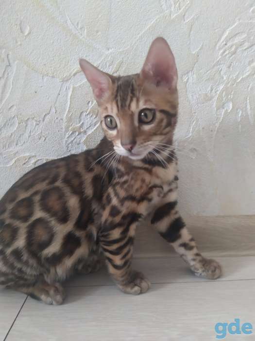 Бенгальский кот, фотография 3