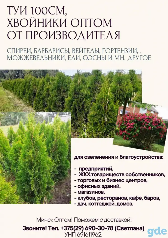 ТУИ, Хвойники, Рассада цветов оптом от производителя., фотография 2