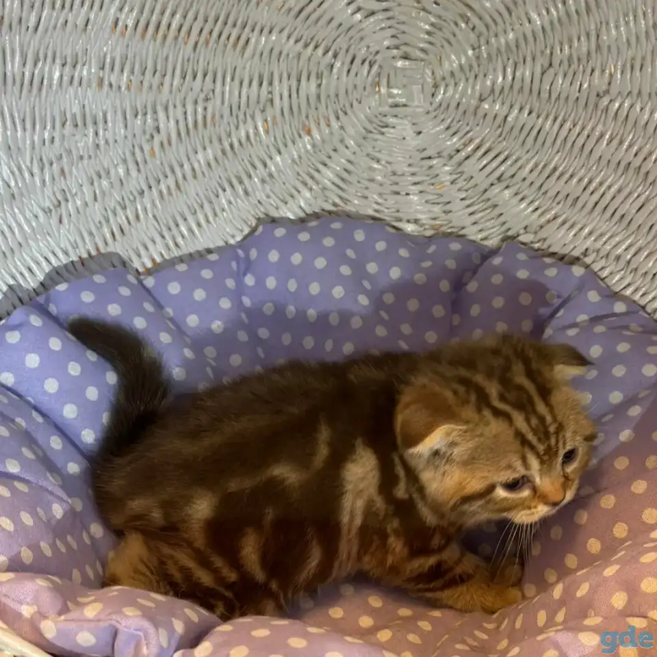 Продажа шотландских котят, фотография 6