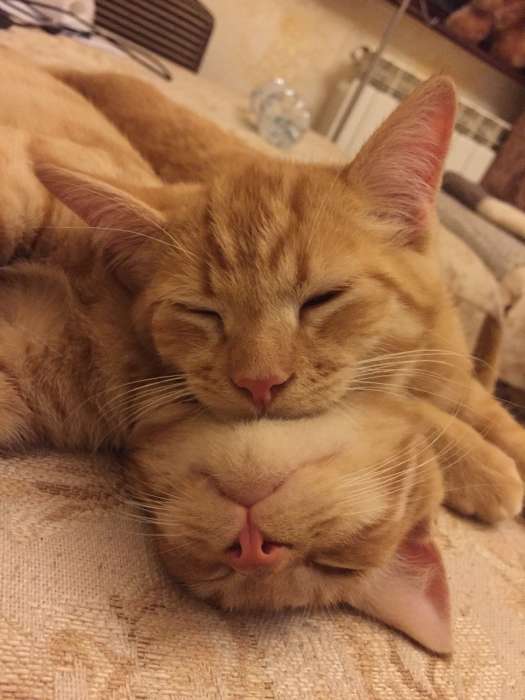 Ласковый рыжий котенок, фотография 1