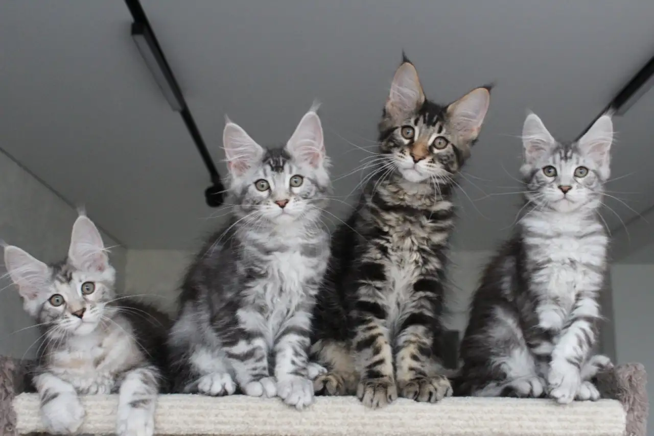Котята мейн кун!, фотография 5