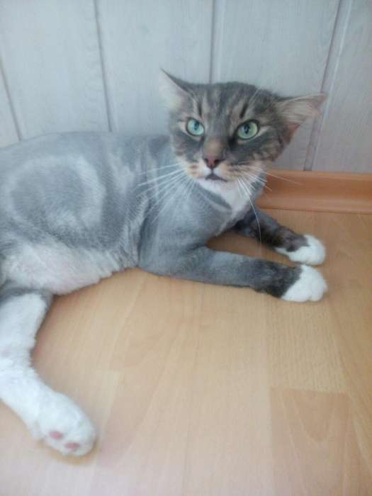 Стрижка собак и кошек, фотография 7