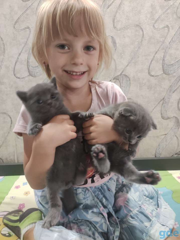 Британские котята, фотография 2
