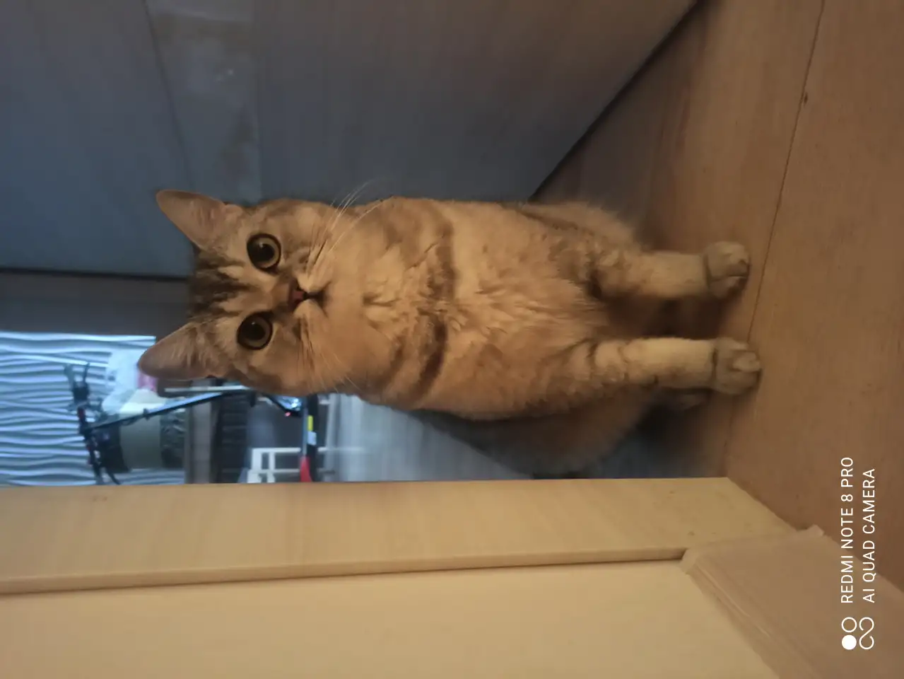 Шотландские котята, фотография 12