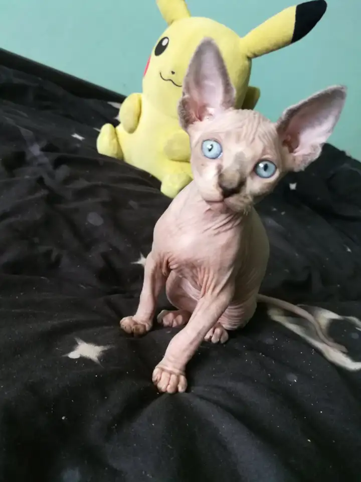 Котята девочки Канадский сфинкс, фотография 6