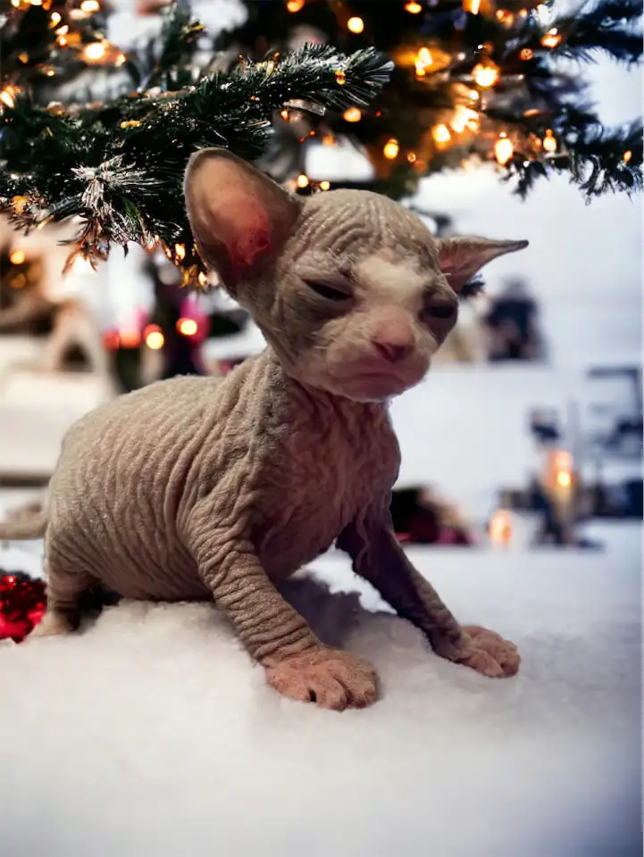 Котята Канадского сфинкса, фотография 5