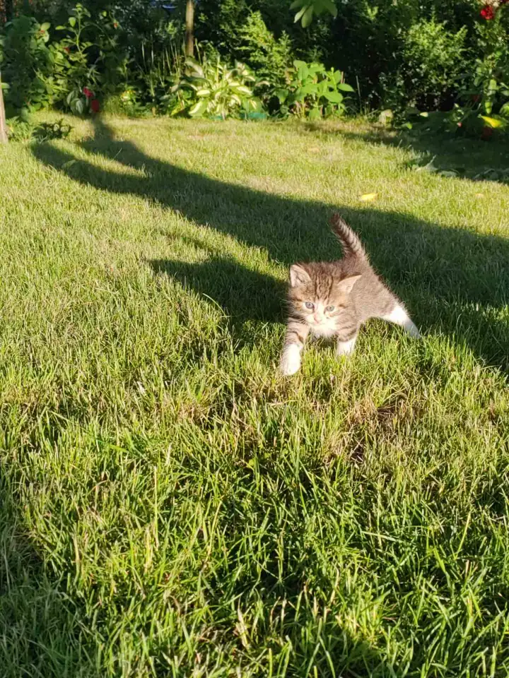 Котята даром, фотография 10