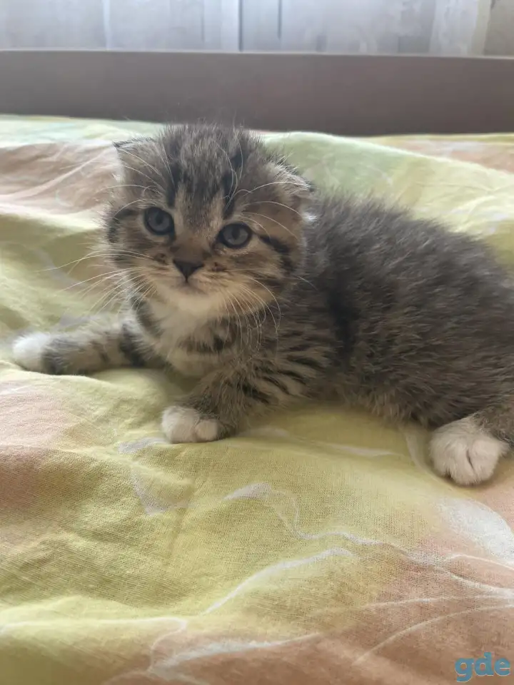 Шотландские вислоухие котята, фотография 3
