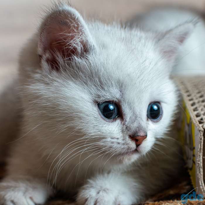 Шотландский котенок мальчик, фотография 5