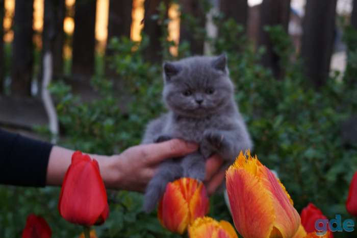 Британская кошечка, фотография 1