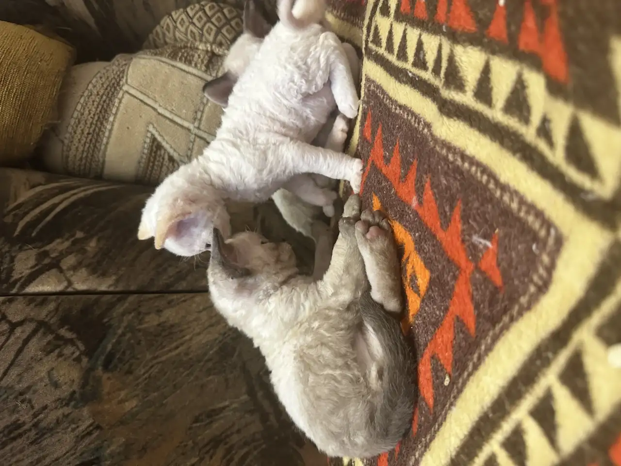 Котята Девон рекс, фотография 6