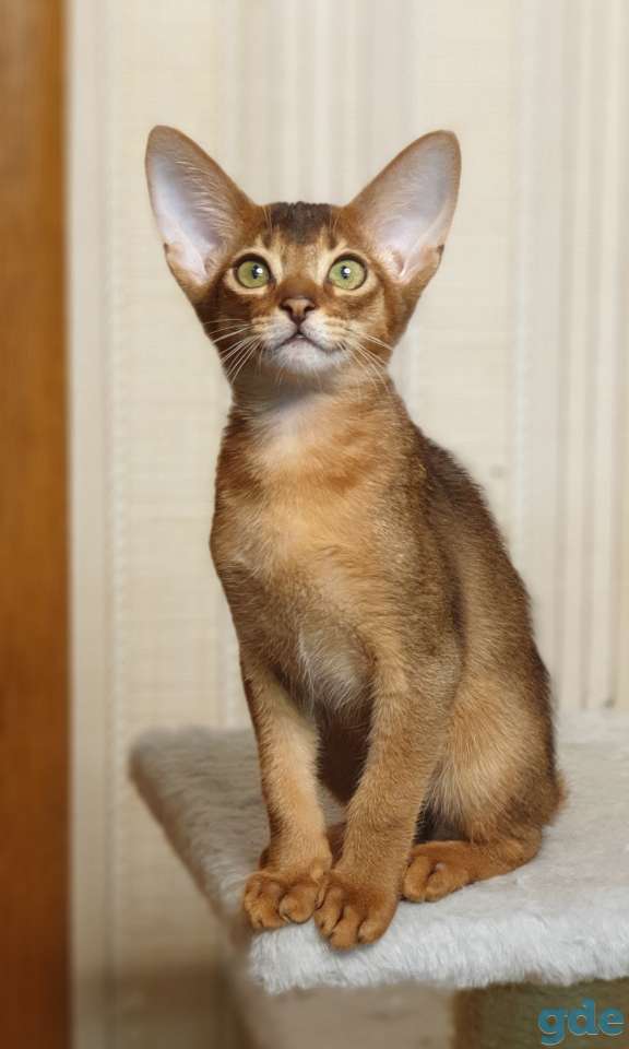 Абиссинский котенок из племенного питомника, фотография 3