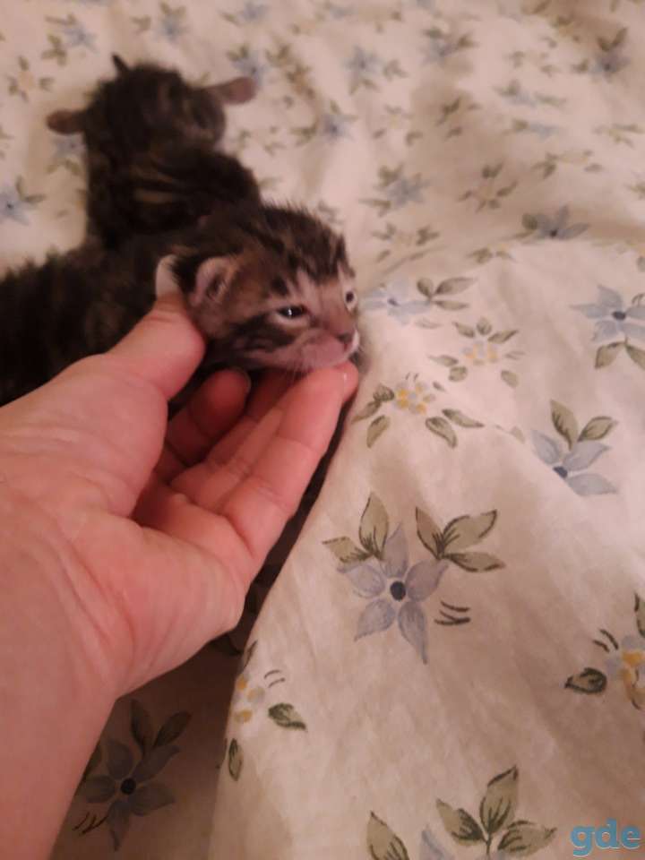 Бенгальский котнок, фотография 4