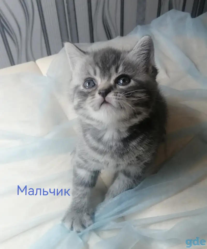 Шотландские котята, фотография 1