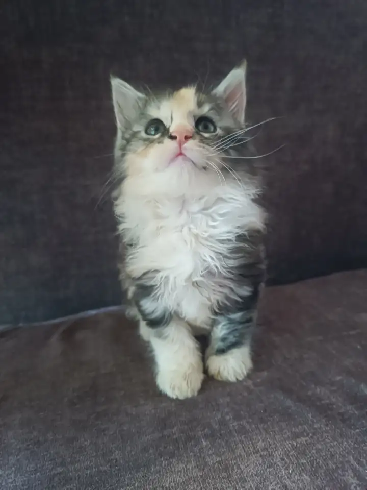 Котята мейн-кун, фотография 2