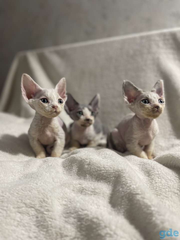 Котята девон-рекс 2 месяца, фотография 8