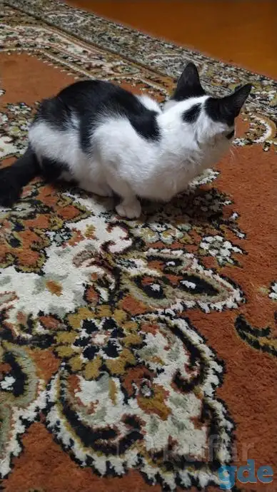 Раздам котят бесплатно, фотография 2