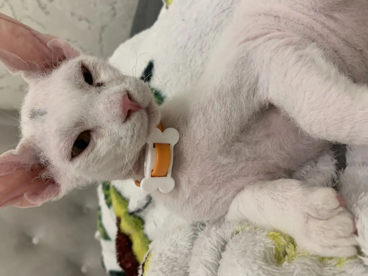 Котенок сфинкса браш арлекин 5 месяцев, фотография 5