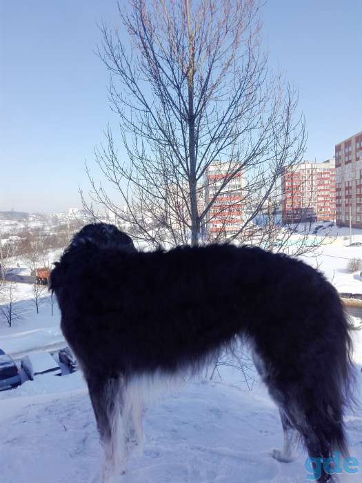 Русская псовая борзая, фотография 6