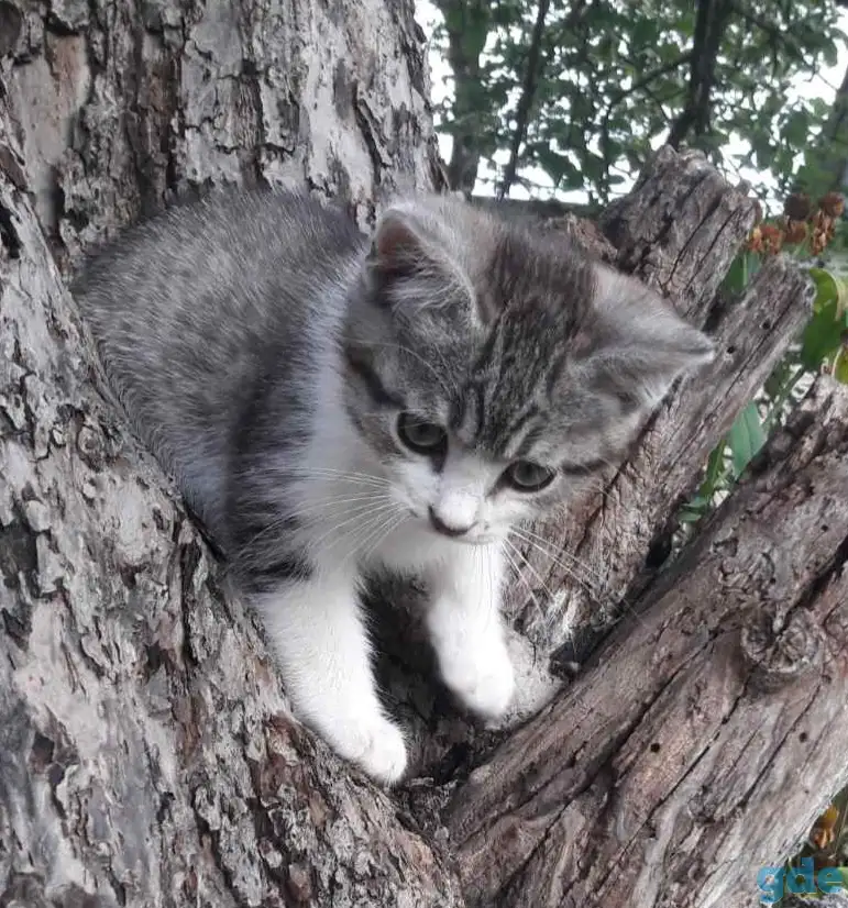 СРОЧНО! КРАСИВЫЕ КОТЯТА В ДАР!, фотография 3