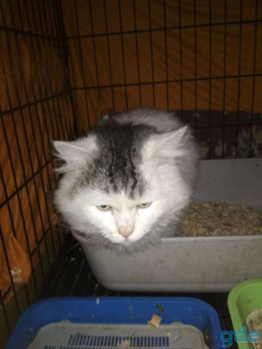 Новые котейки в САХе. Не ждите, спасайте!, фотография 1