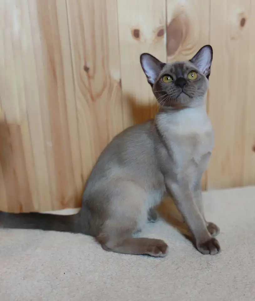 Европейская бурма котята, фотография 1