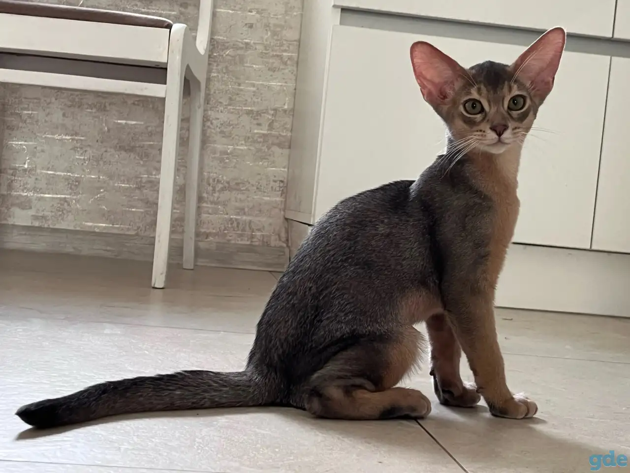 Абиссинские котята из питомника, фотография 2