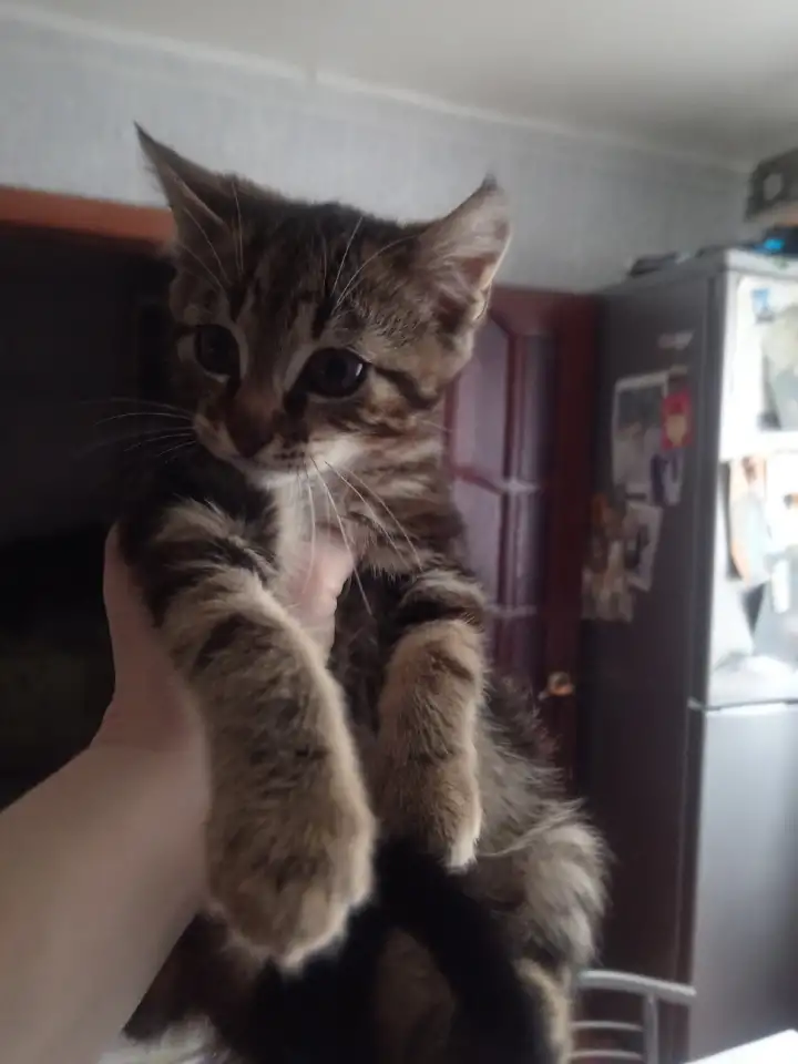 Отдам котят в хорошие руки, фотография 2