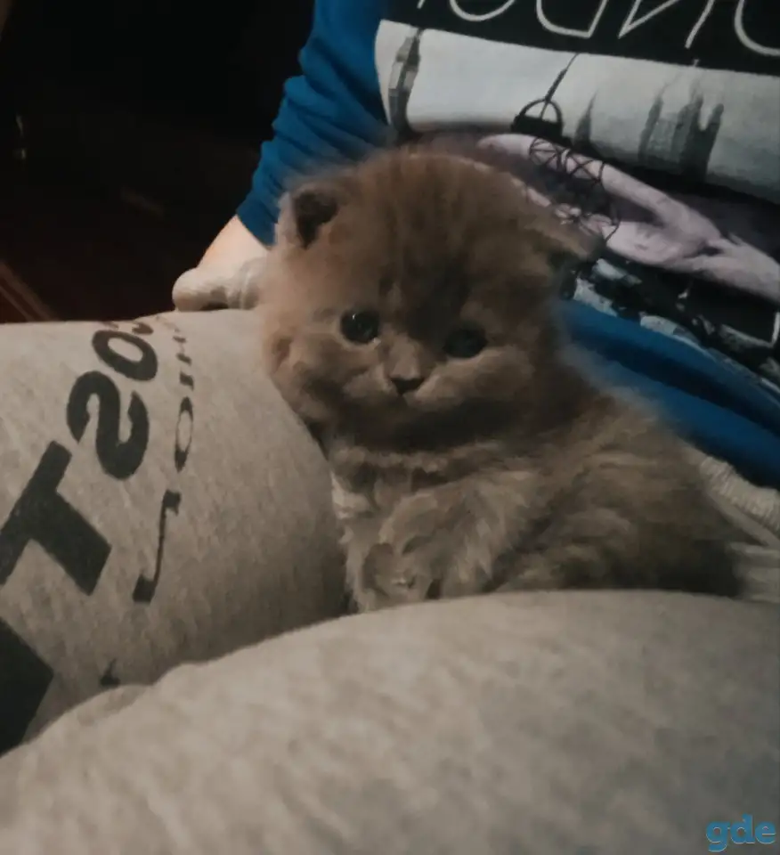 Продам британских котят, фотография 2