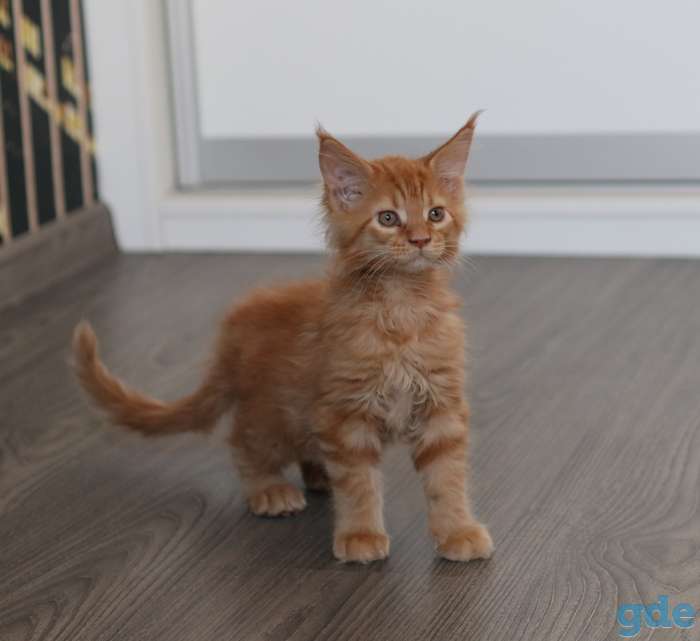 котята мэйн-кун, фотография 5