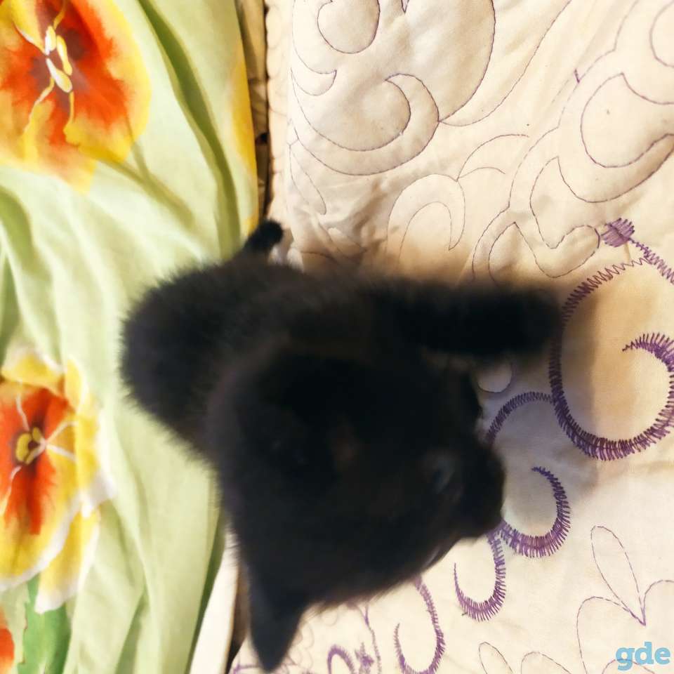 Пасхальный котенок в добрые руки, фотография 3
