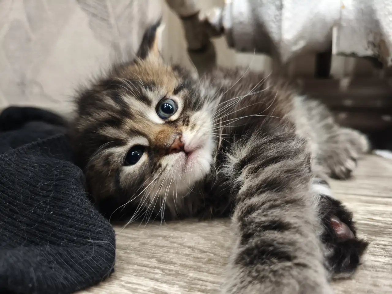Котята Мейн-кун девочки, фотография 6