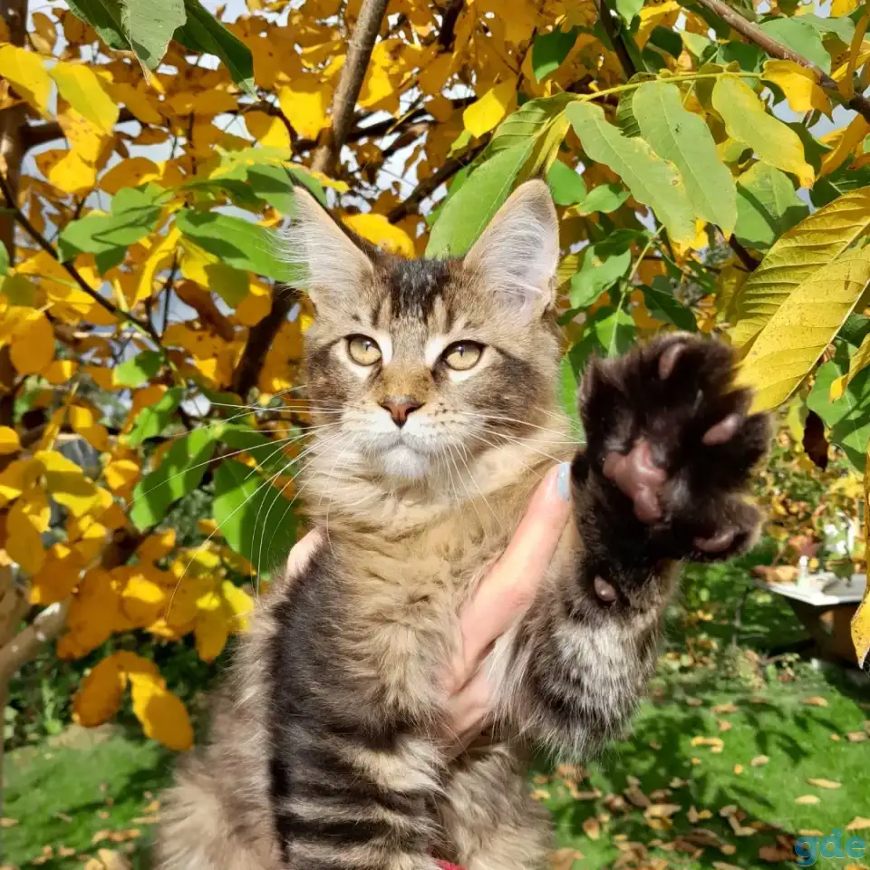 Питомник  Мейн кунов, фотография 3