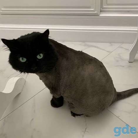 Стрижка собак и котов у вас дома, фотография 5
