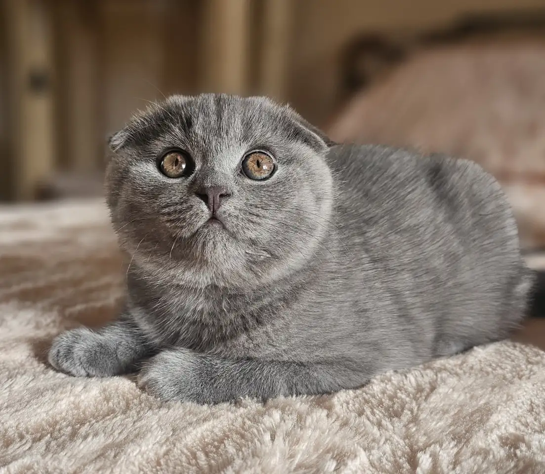 Шотландский котёнок, фотография 2