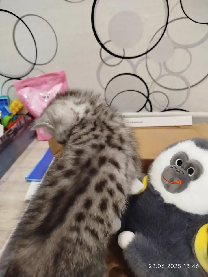 Шотландские котята, фотография 4