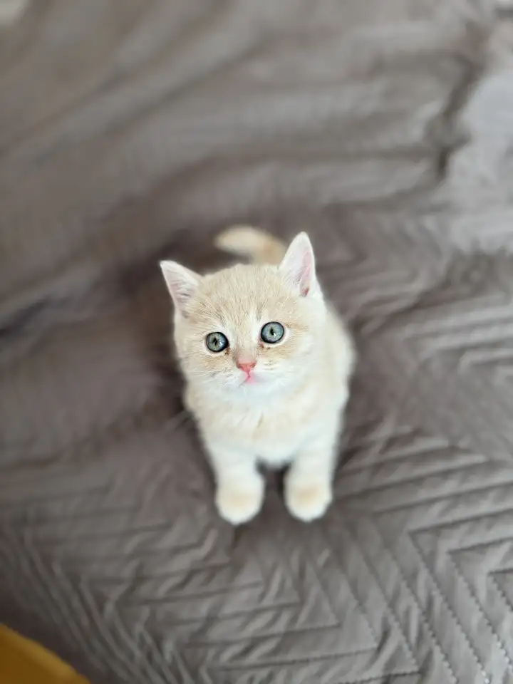 Шотландские котята, фотография 6