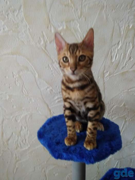 Бенгальский кот, фотография 7