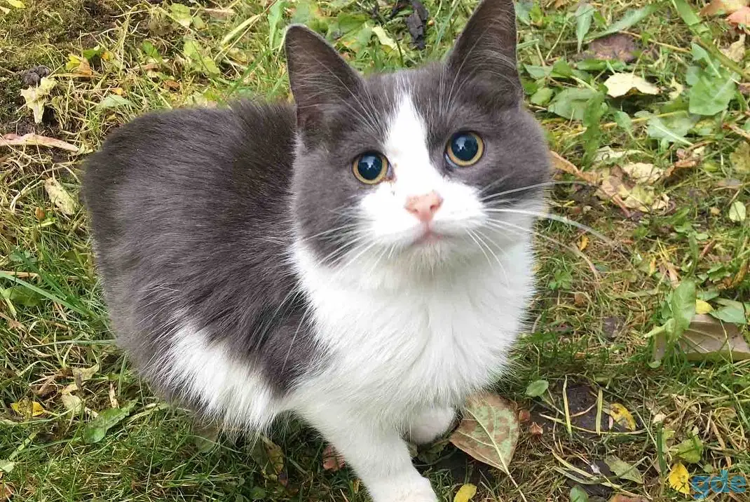 Дачные котята срочно ищут дом!, фотография 4