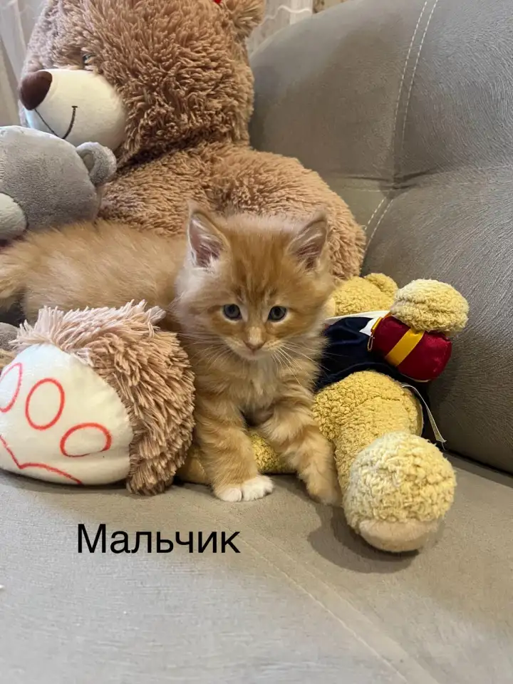 Котята, фотография 4