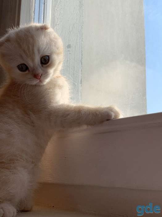 Продаются шотландские вислоухие котята, 2 месяца, фотография 1