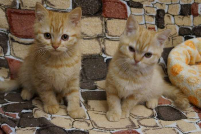 Чистокровные британские котята, фотография 5