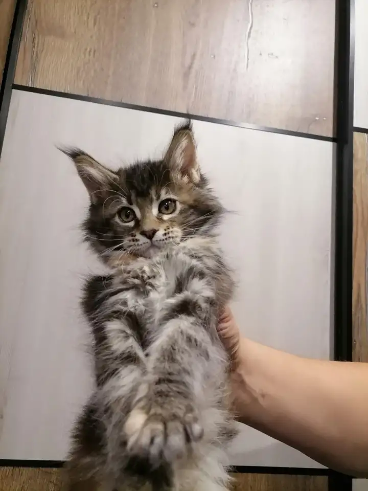 Продам котят породы мей-кун, фотография 1
