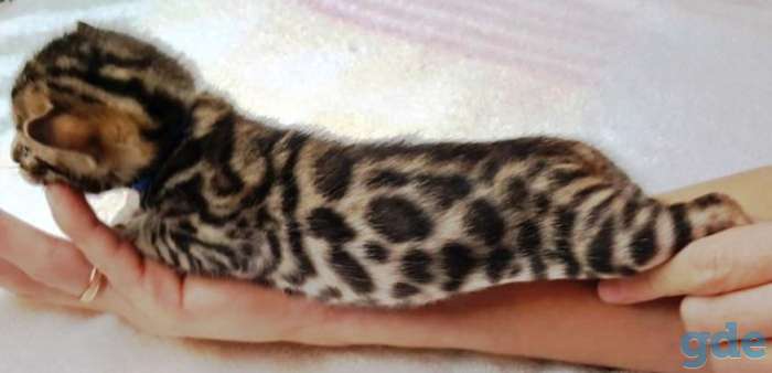 Питомник бенгальских кошек., фотография 6