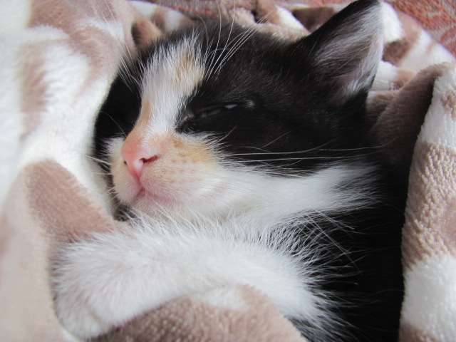 Бесплатно котенок, фотография 4
