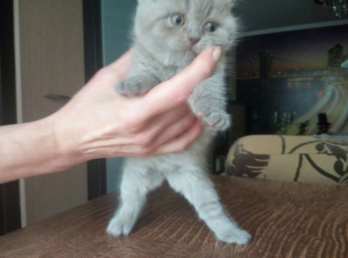 Продам британского котенка, фотография 4