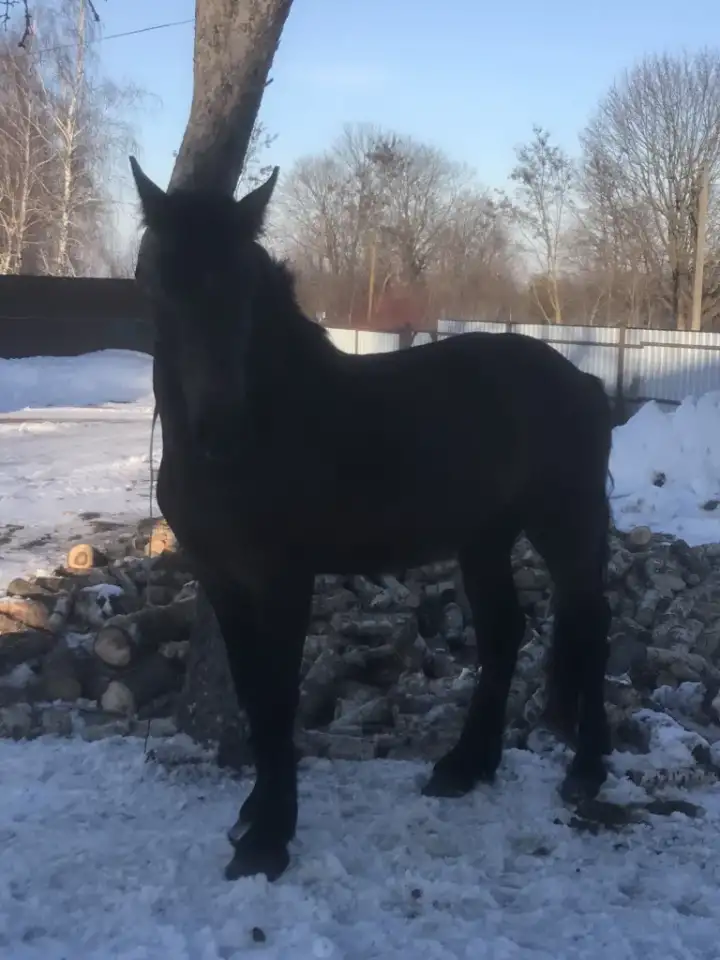 Продам жеребеца, фотография 1